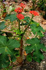 Gout Plant or Guatemalan Rhubarb (Jatropha podagrica)