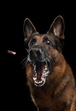 German shepherd with open mouth. Dog catches food on a dark background in the studio