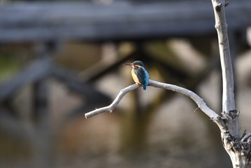 Kingfishers, called clear stream jewels or flying jewels, observe water from tree branches and catch small fish and crayfish by jumping into the water at once.