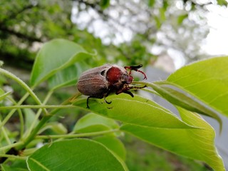 Red beetle on green leaf