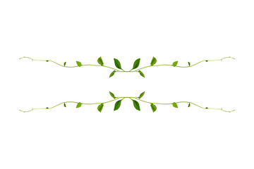 Floral Desaign. Twisted jungle vines liana plant with heart shaped green leaves isolated on white background, clipping path included.