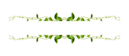 Floral Desaign. Twisted jungle vines liana plant with heart shaped green leaves isolated on white background, clipping path included.