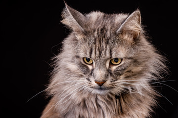 Amazing Norwegian gray-brown forest cat photographed in the studio with bright eyes