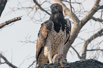 Bird of Prey