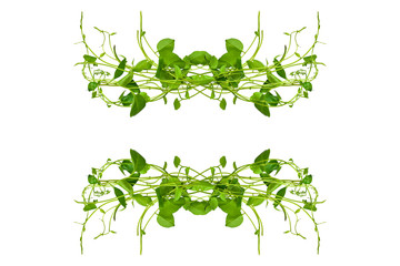 Floral Desaign. Twisted jungle vines liana plant with heart shaped green leaves isolated on white background, clipping path included.