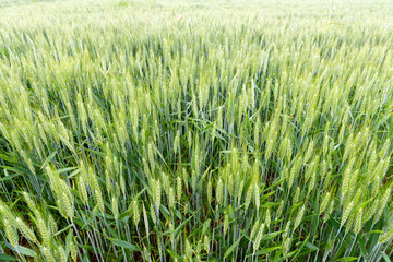 young wheat field