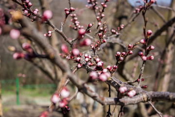 Apricot flower buds on a branch in spring
