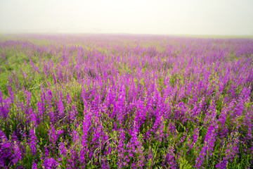Naklejka premium violet flowers