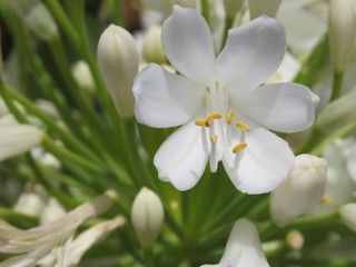 Obraz na płótnie Canvas flor blanca 