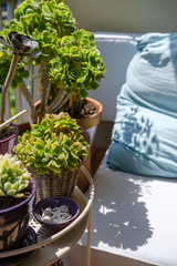 Green succulent decoration on a balcony in Nice,France