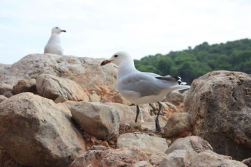 two specimens of white-legged white seagulls perched on a cliff rock observing the horizon waiting for food under a leaden sky in front of the ibiza sea