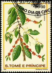 Arabian coffee branch on postage stamp