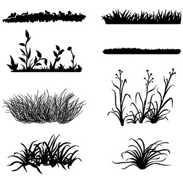 Vector Set of Black Grass Silhouettes on White Backround