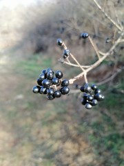 Black berries photographed in the garden