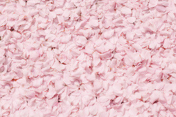 Pink flower petals background texture. Sakura cherry blossom - 317738067