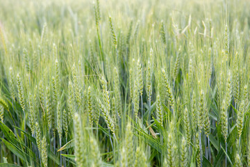 young wheat field