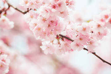 Beautiful sakura blossom pink flowers with soft focus. Cherry tree - 317738089