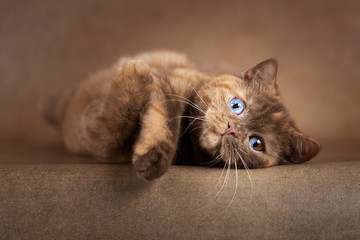 Britisch Kurzhaar Kitten Katze in cinnamon Tortie Split Odd eyed
