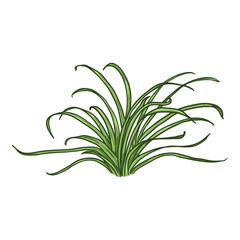 Vector Cartoon Wild Growth Green Grass