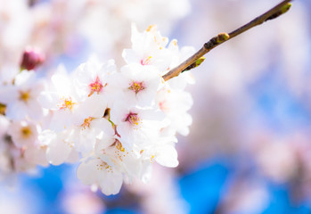 桜　さくら