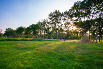 Fototapeta na wymiar City park sunset light green grass with tree colourful sky cloud