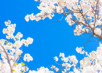 桜　さくら