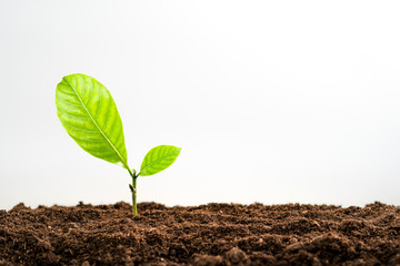 Ecology tree-Trees on the ground a