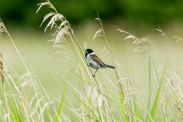 Common Reed Bunting. Male Reed Bunting perched on a grass stem and singing with beak open in natural reed bed habitat.  Facing left.  Horizontal.  Space for copy.
