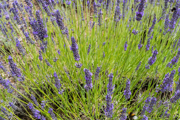 Lavendel