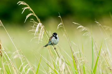 Common Reed Bunting.  Adult male Reed Bunting perched on a grass stem in natural reed bed habitat.  Facing left.  Horizontal.  Space for copy.