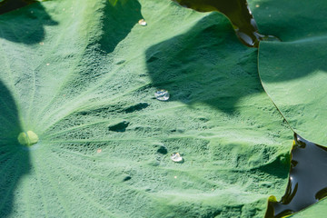 Waterdrops on Lotus 