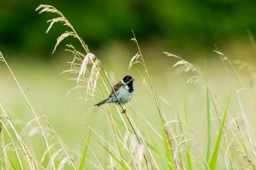 Reed Bunting -Adult, male Reed Bunting perched on a grass stem in natural reed bed habitat.  Facing right.  Horizontal.  Space for copy.