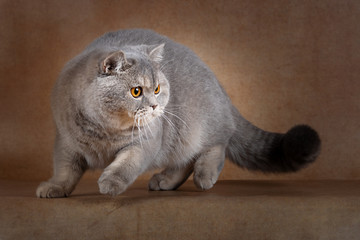 Imposante ticked Tabby Britisch Kurzhaar Katze blau