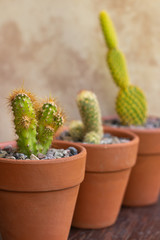 Plantas de cactus en macetas de arcilla