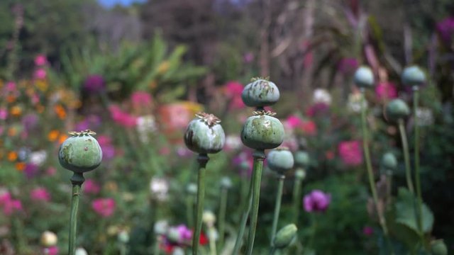 Detail of opium poppy papaver somniferum with flowers background.