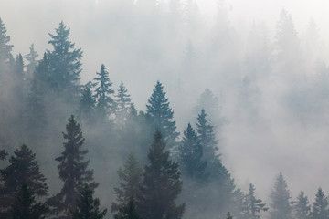 cedar forest in fog
