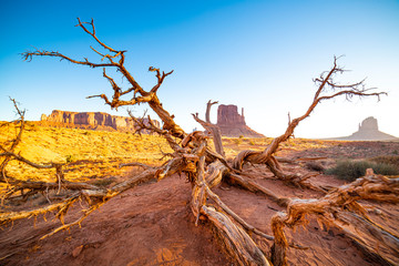 dead tree in monument valley
