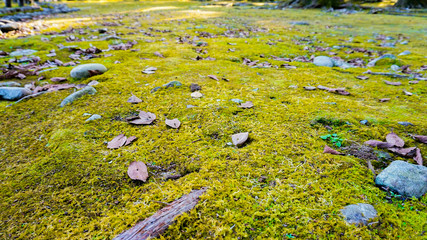 森林で撮影したテクスチャ
