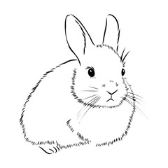 rabbit sketch vector illustration 
