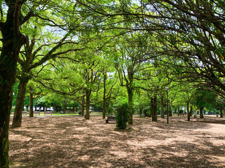 公園の風景