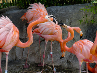 flamingo in zoo