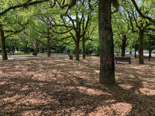 公園の風景
