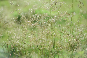 Lush summer flora up close