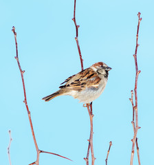 Sparrow.