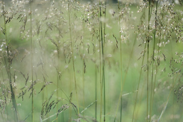 Lush summer flora up close