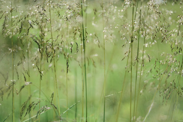 Lush summer flora up close