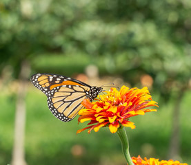 Monarch Butterfly stops to feed on orange zinnia