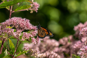 Monarch Butterfly on Milkweed