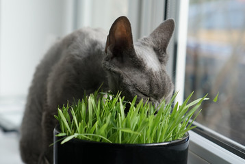 Young gray devon rex cat eating cat's grass from flowerpot, closeup, selective Focus, shallow depth of field.