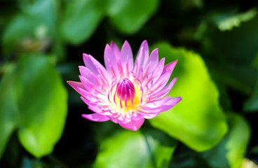 Close up of blossom purple lotus flower is in the pond,Blossom purple lotus flower for background